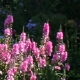 eng-HIdcote-8.jpg