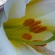 eng-HIdcote-21.jpg