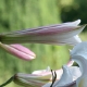 eng-HIdcote-22.jpg