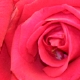 eng-Hampton-6.jpg