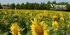fr-Vienne-08.jpg