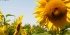 fr-Vienne-11.jpg