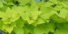 sanpo-033.jpg