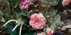 sanpo-058.jpg