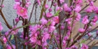 sanpo-064.jpg
