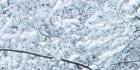 sanpo-066.jpg