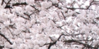 sanpo-098.jpg