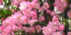 sanpo-099.jpg