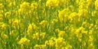 sanpo-100.jpg