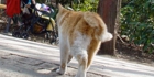 sanpo-181.jpg