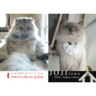catsチラシ15.jpg