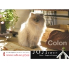 catsチラシ18.jpg