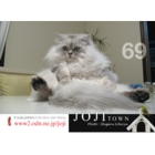 catsチラシ24.jpg