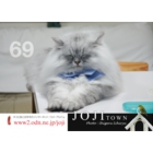 catsチラシ25.jpg