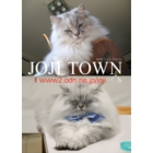 catsチラシ28.jpg