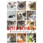 catsチラシ37.jpg