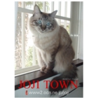 catsチラシ41.jpg