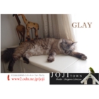 catsチラシ42.jpg