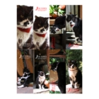 ねこしおり4.jpg