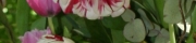 Beigi-Keukenhof-85.jpg
