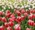 Beigi-Keukenhof-96.jpg
