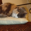 DSC02044.JPG