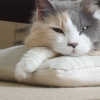 DSC02415.JPG
