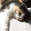 DSC02754.JPG