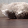 DSC00851.JPG