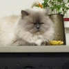 DSC02229_1.JPG