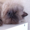 DSC02407.JPG