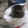 eng-york-20.jpg
