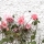 eng-lake-winder-19.jpg