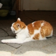 kawaii-095.jpg