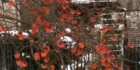 sanpo-013.jpg